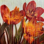 Tulipa    30x30   Ripped canvas oil on wood panel.